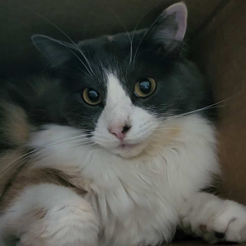 Meet your Posher, Geraldine